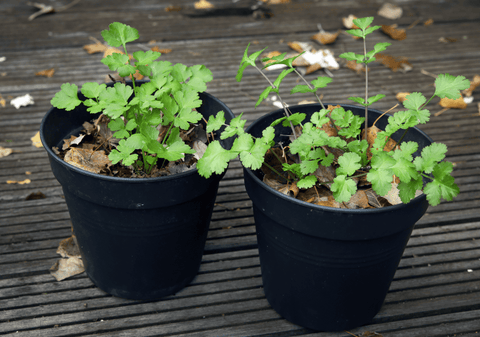 Choosing Pots & Containers for your balcony - The Frenchie Gardener