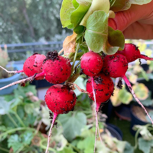 Growing Fresh Radishes - The Frenchie Gardener