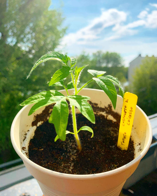Making your own seedlings - The Frenchie Gardener