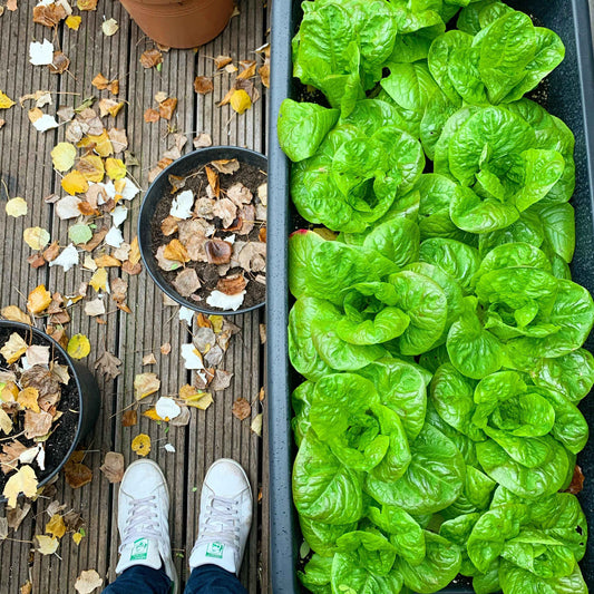 Urban Gardening : How to start? - The Frenchie Gardener