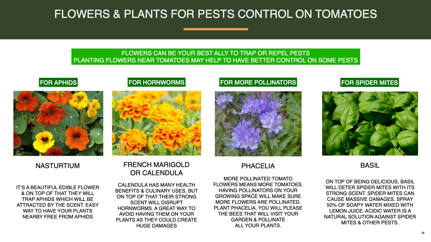 E-Book - The Tomato Urban Growing Guide for pots & containers