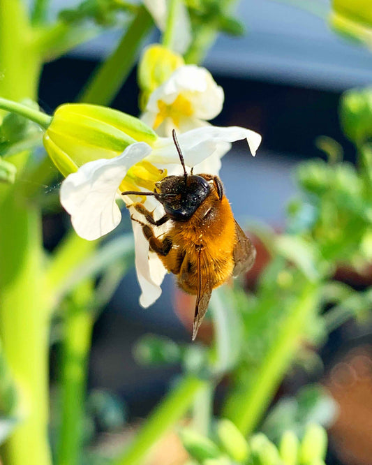 Bees and the city - The Frenchie Gardener