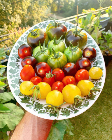 Cherry Tomatoes - My Top 5 - The Frenchie Gardener