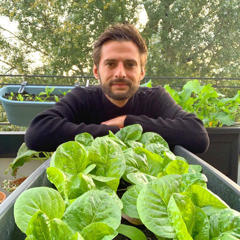 Growing Fresh & Healthy Lettuce - The Frenchie Gardener