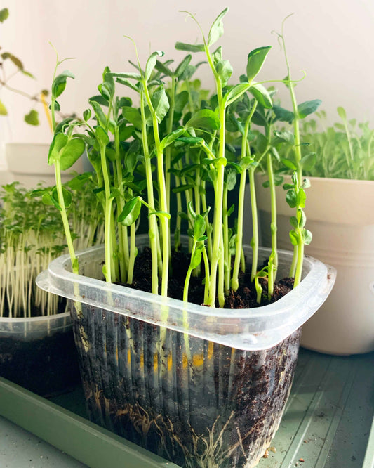 Starting Microgreens - The Frenchie Gardener